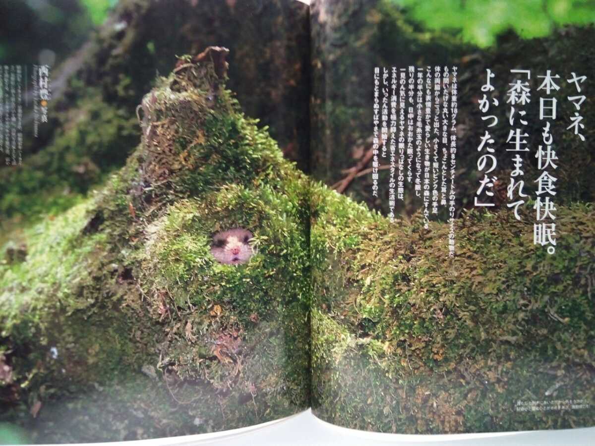  out of print ** weekly japanese natural memory thing 11yamane**yamane four season. meal thing winter .* night line .msa rust Momo nga* daytime line . Japan squirrel ezo squirrel * animal .... forest 