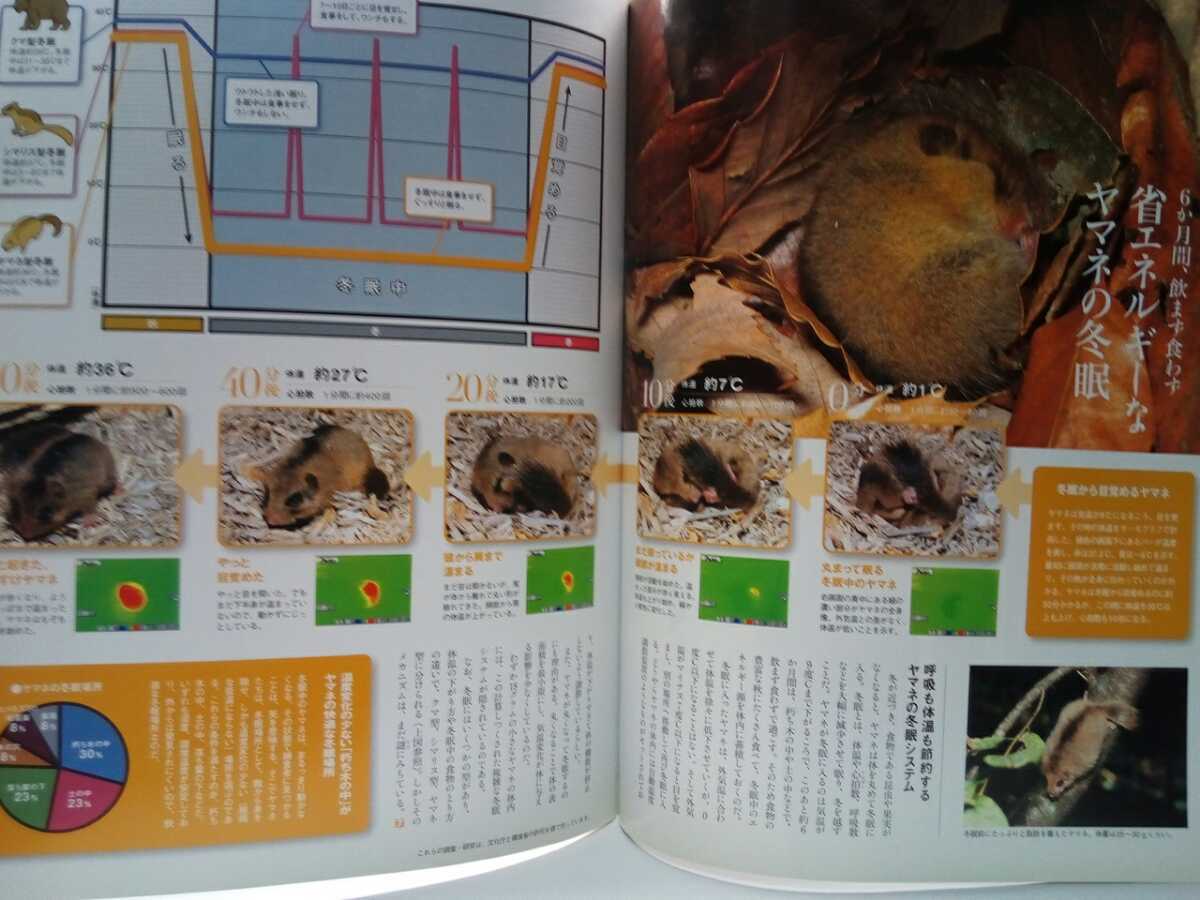 Paypayフリマ 絶版 週刊日本の天然記念物11ヤマネ ヤマネ四季の食物 冬眠 夜行性ムササビ モモンガ 昼行性ニホンリス エゾリス 動物に会える森 Paypayフリマ 絶版 週刊日本の天然記念物11ヤマネ ヤマネ四季の食物 冬眠 夜行性ムササビ モモンガ 昼行性ニホンリス エゾリス 動物に会える森