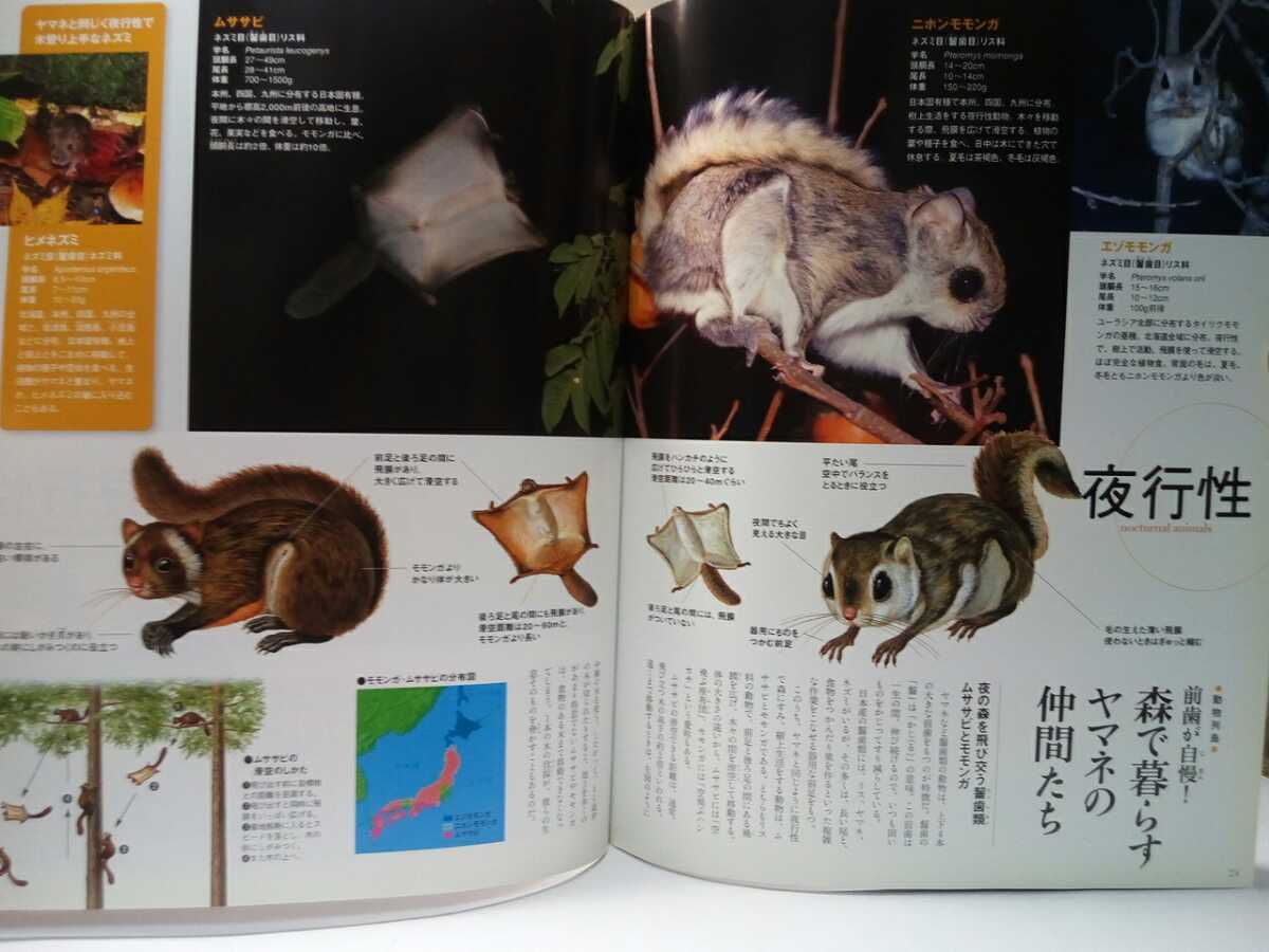 Paypayフリマ 絶版 週刊日本の天然記念物11ヤマネ ヤマネ四季の食物 冬眠 夜行性ムササビ モモンガ 昼行性ニホンリス エゾリス 動物に会える森 Paypayフリマ 絶版 週刊日本の天然記念物11ヤマネ ヤマネ四季の食物 冬眠 夜行性ムササビ モモンガ 昼行性ニホンリス エゾリス 動物に会える森
