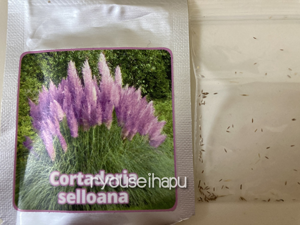 高額 高品質ドイツ産 ふかふか綿毛の Purple Pampas Grass の種 １０粒