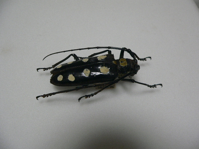 5　カミキリムシ類　タイ北部産　標本　昆虫　甲虫　標本　昆虫　甲虫_画像2
