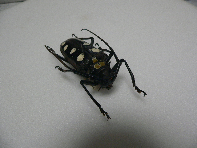 5　カミキリムシ類　タイ北部産　標本　昆虫　甲虫　標本　昆虫　甲虫_画像3