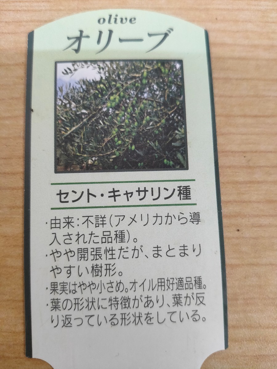 オリーブ苗木 セントキャサリン