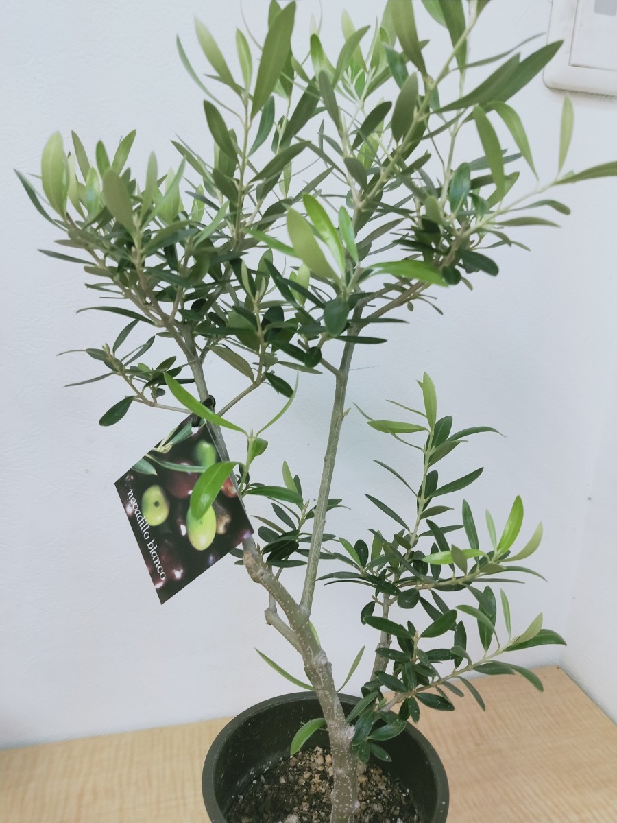 観葉植物　創樹(SOUJU)  幹太　オリーブの木　3.5号  ネバディロブランコ