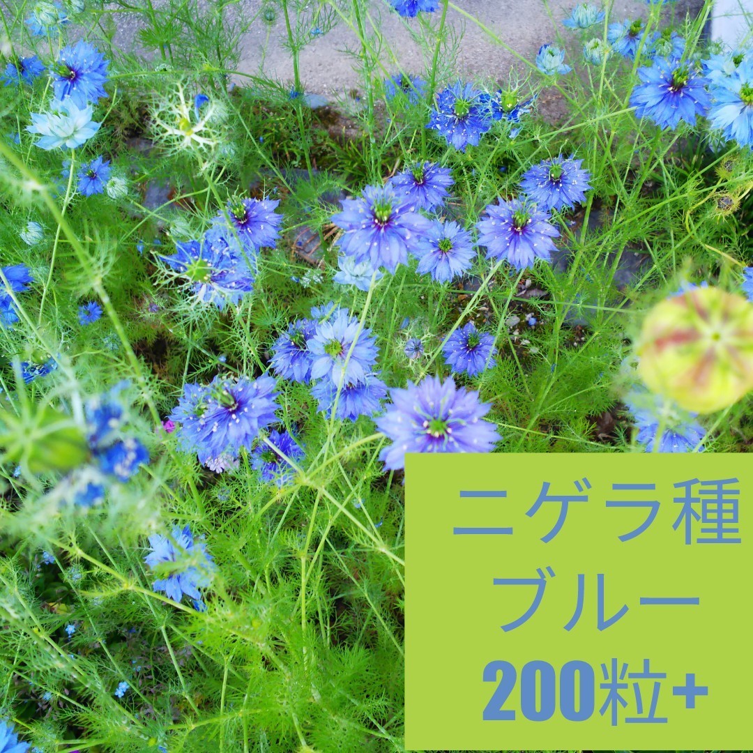 最安値挑戦！ ニゲラ ブルー 単色 花種200粒以上 植物