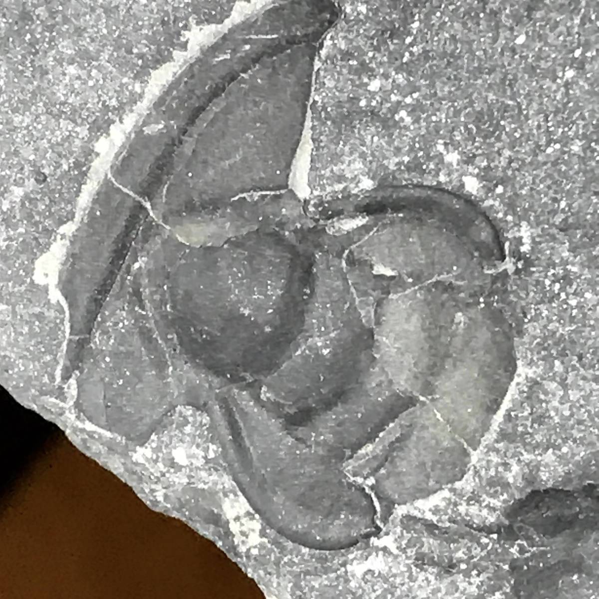 三葉虫・44g（中国産化石標本）_画像6