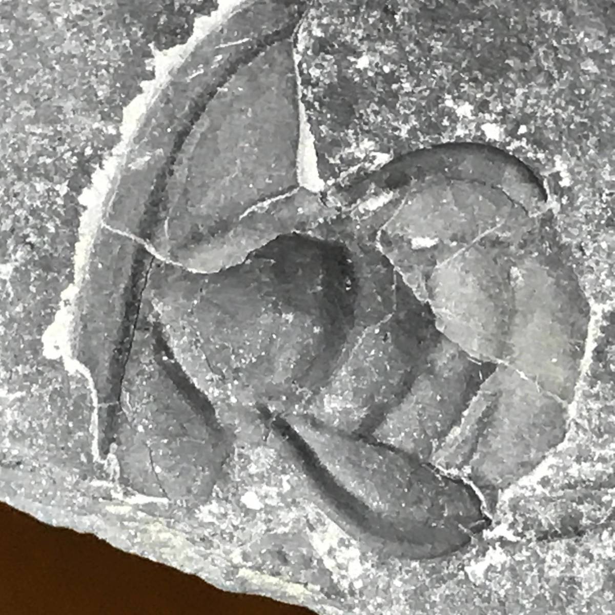三葉虫・44g（中国産化石標本）_画像5