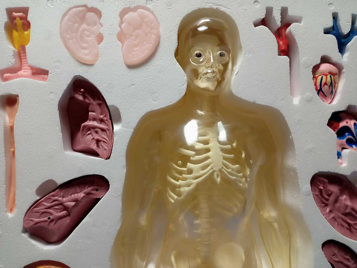 人体模型 1/3 外国製 | bioimune.com.br