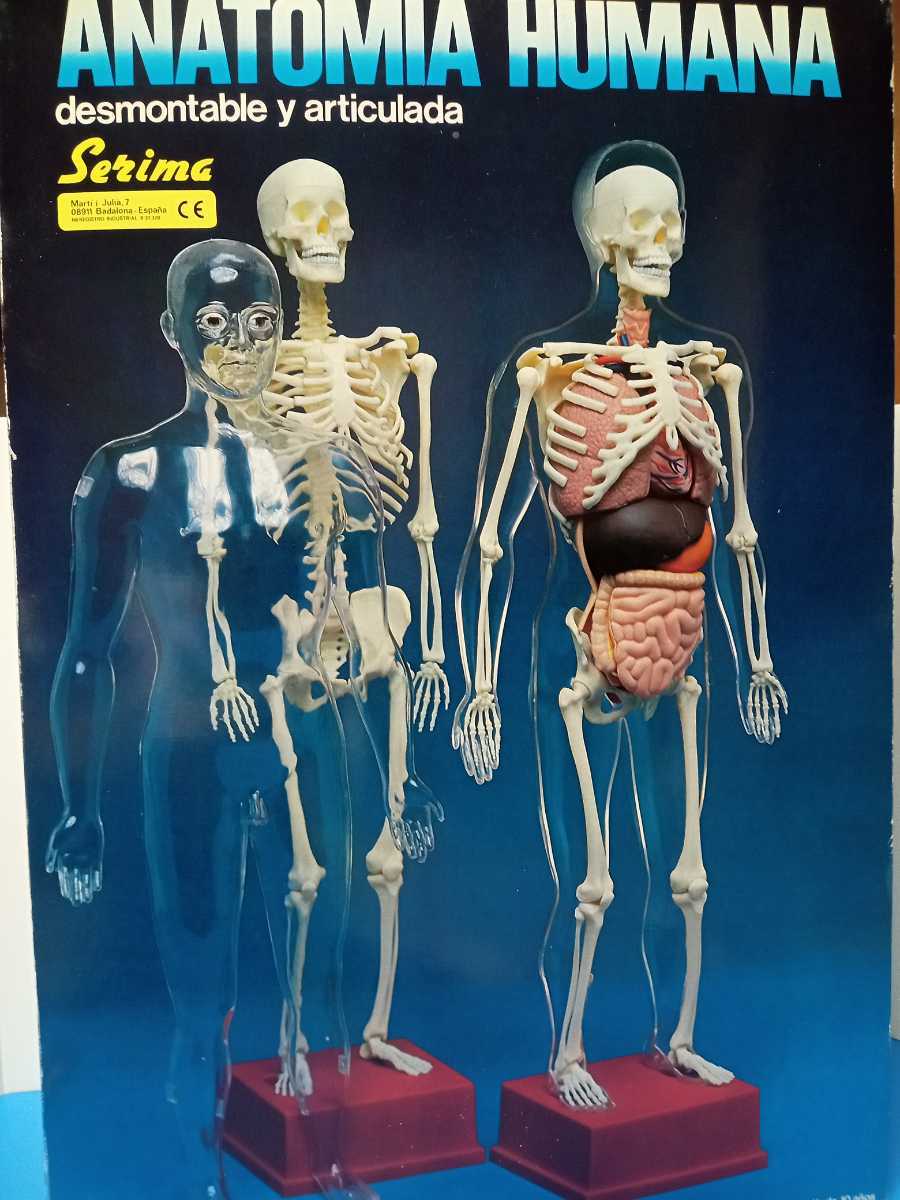 人体模型 1/3 外国製 | bioimune.com.br