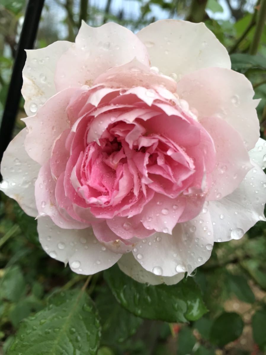 ヤフオク バラ苗 品種不明ですが 可愛いので 白 ピンクの