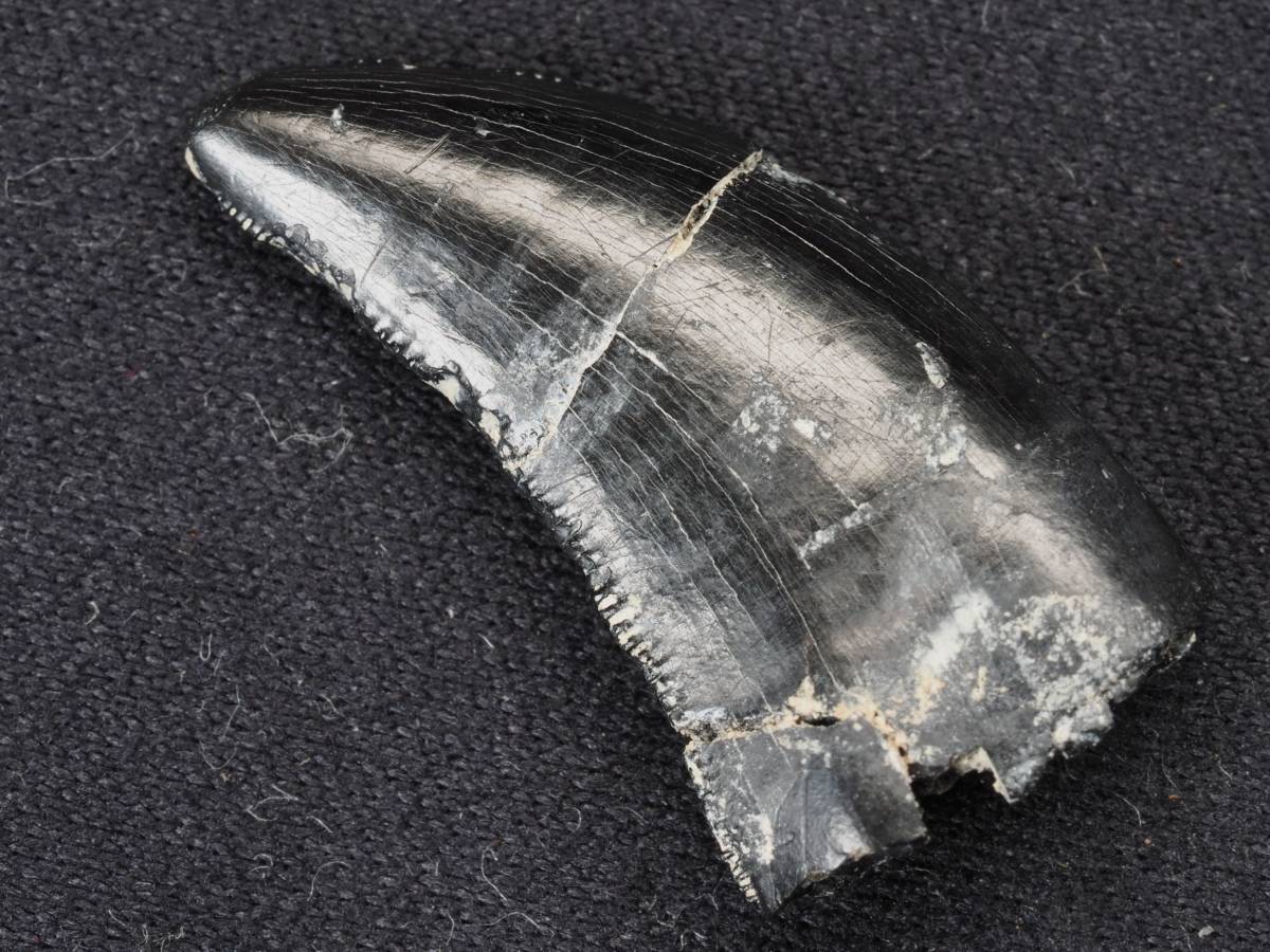 恐竜 北米産アルバートサウルスの歯 73877 漆黒の歯 ティラノサウルス科 化石