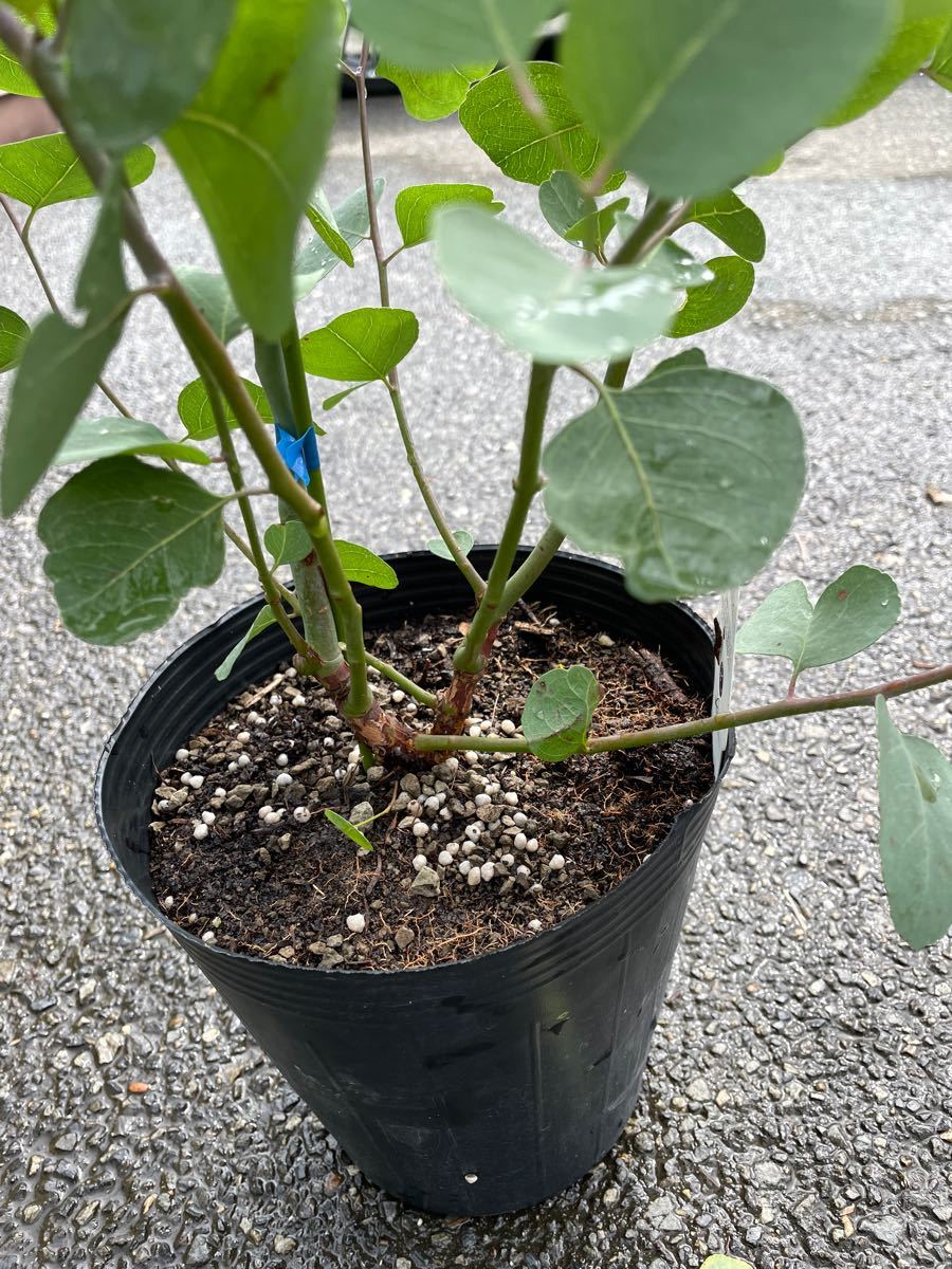 6寸*ユーカリ ポポラス*ポリアンセモス*ハーブ観葉植物庭木