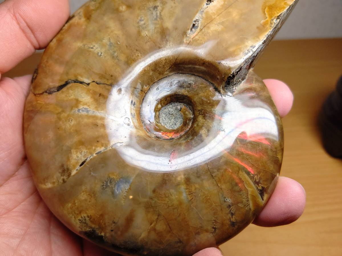 アンモナイト化石 Ammonite fossil 7cm ちょっとオパール② - 通販