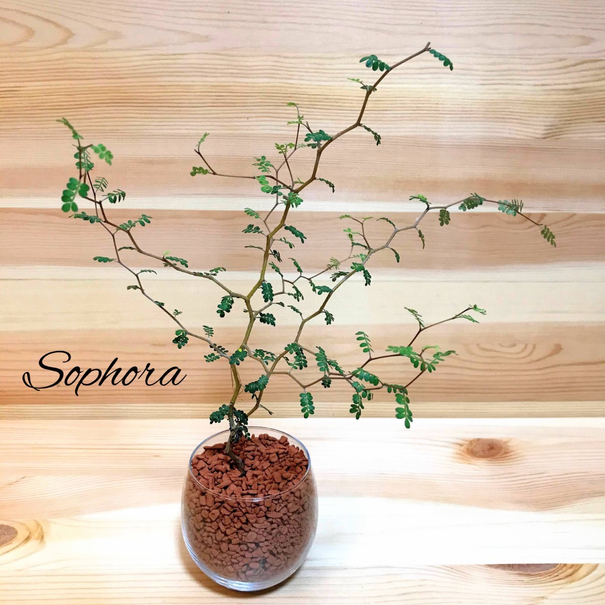 ソフォラ リトルベイビー メルヘンの木 ハイドロカルチャー 観葉植物