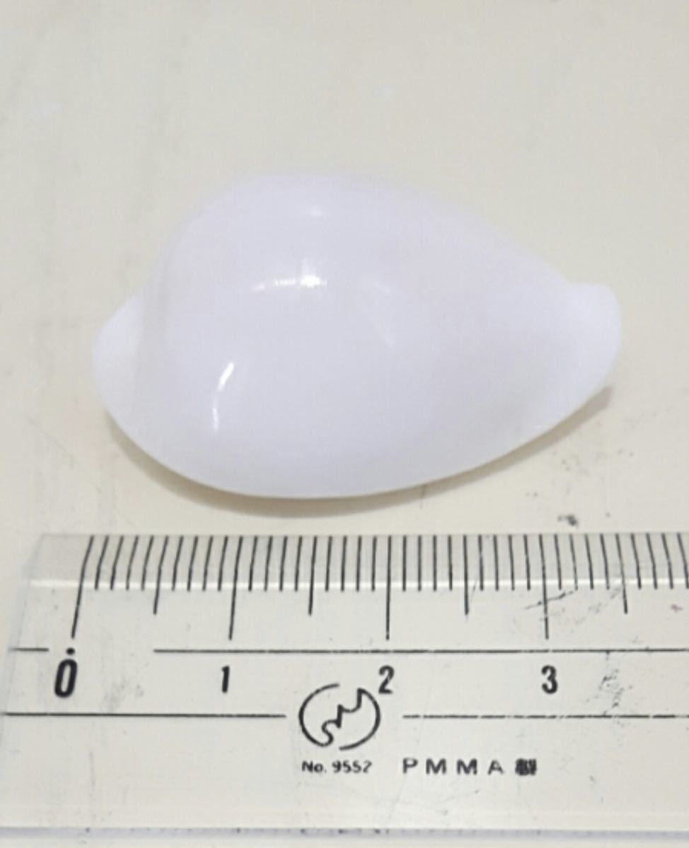 高級 シロガネタカラ 宝貝 貝殻 標本 沖縄産 3.8㎝ 展示品3 未使用 扱い