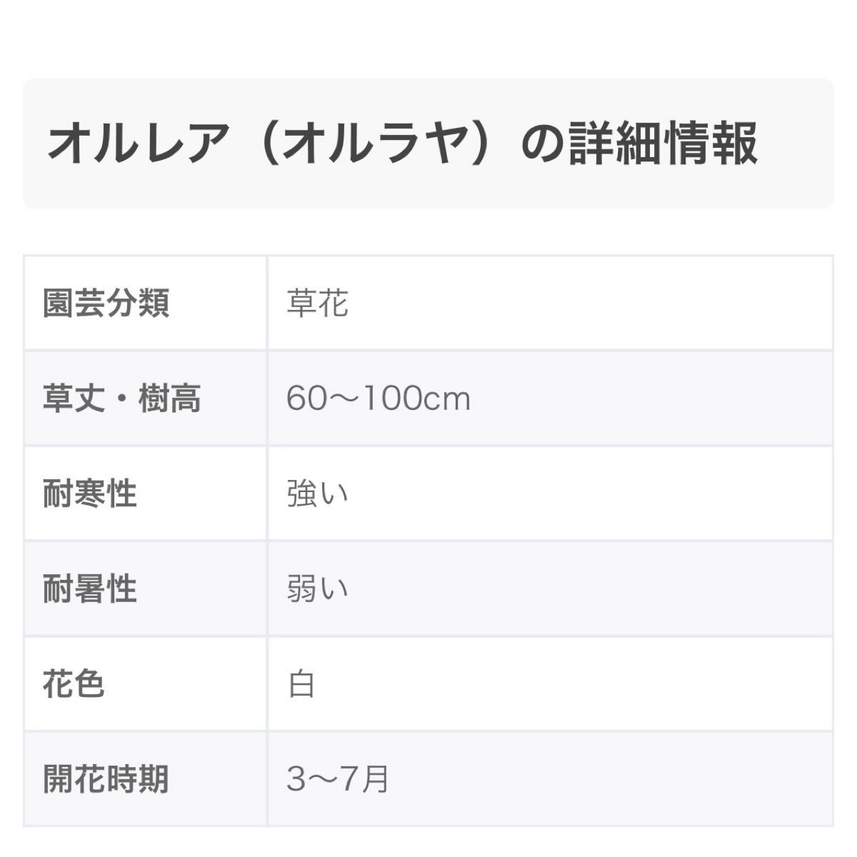 Paypayフリマ 秋まきのお花の種 こぼれ種で育つオルラヤホワイトレース100粒