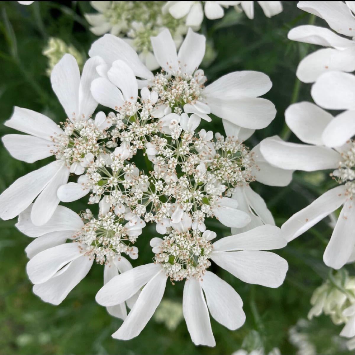 Paypayフリマ 秋まきのお花の種 こぼれ種で育つオルラヤホワイトレース100粒
