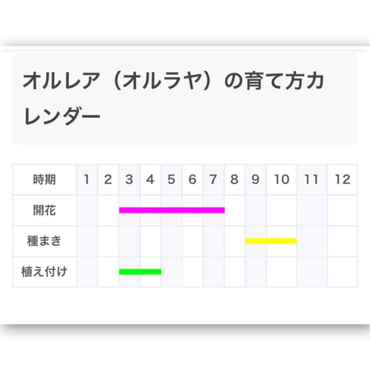 Paypayフリマ 秋まきのお花の種 こぼれ種で育つオルラヤホワイトレース100粒