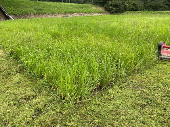 草刈り代行（兵庫県内）_画像3