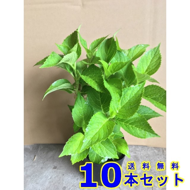 植木 アジサイ 紫陽花 15 0p 10本 樹高0 3m前後 苗木 シンボルツリー 生垣 植木 アジサイ 紫陽花 15 0p 10本 樹高0 3m前後 苗木 シンボルツリー 生垣