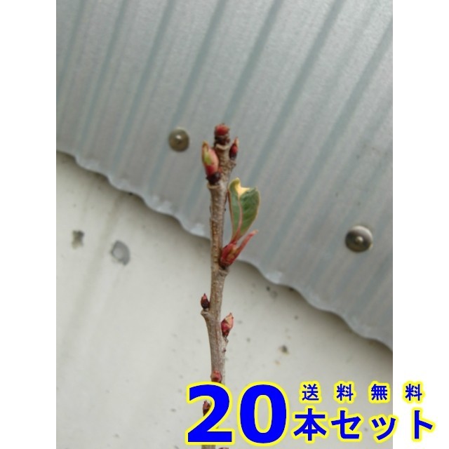 植木 リキュウバイ (利休梅) 15.0ｐ 20本 樹高0.3ｍ前後 15.0ｐ 植木