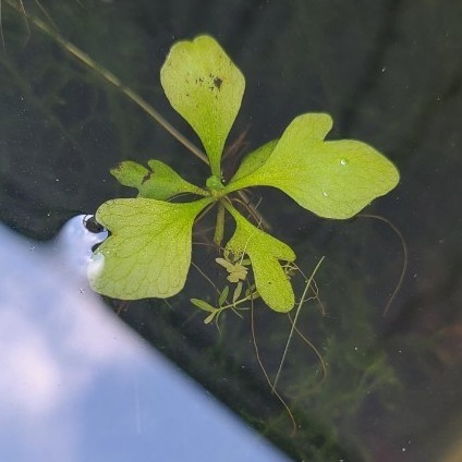 Paypayフリマ 水草 浮草 4種類セット