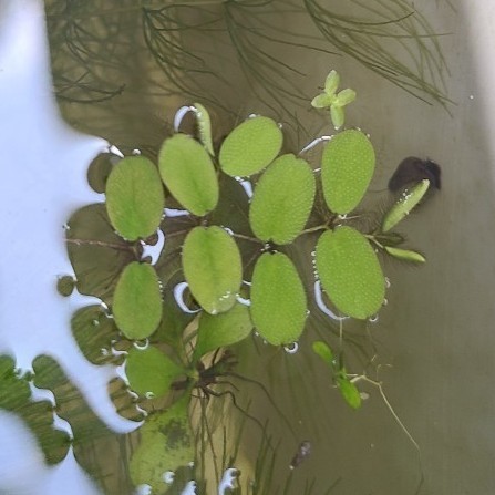 Paypayフリマ 水草 浮草 4種類セット