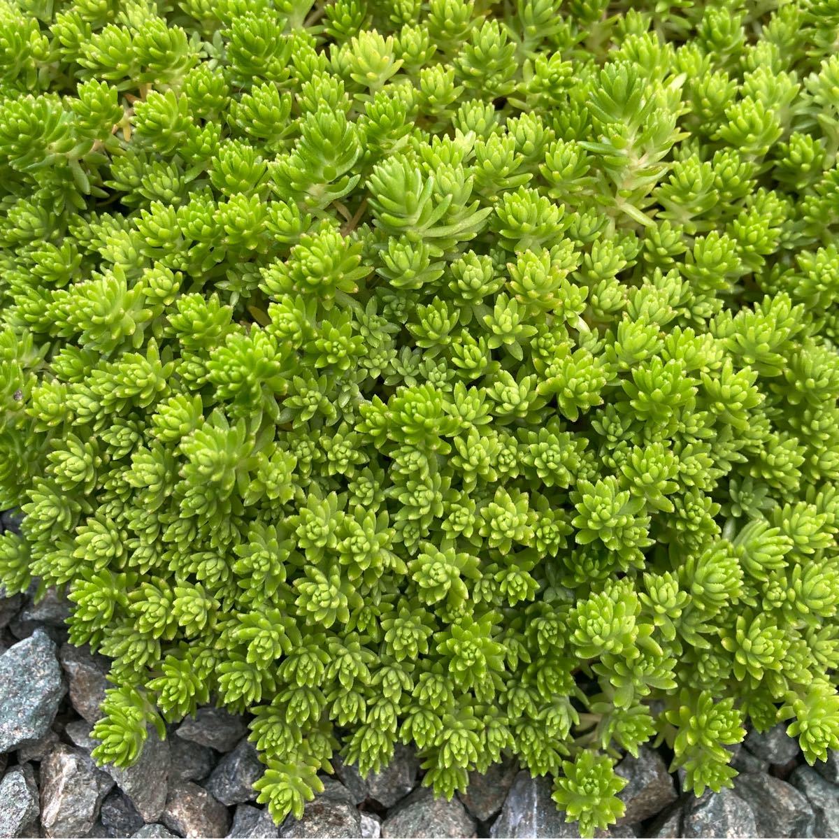 Paypayフリマ 多肉植物 セダム モリムラマンネングサ 森村万年草 グランドカバー Paypayフリマ 多肉植物 セダム モリムラマンネングサ 森村万年草 グランドカバー