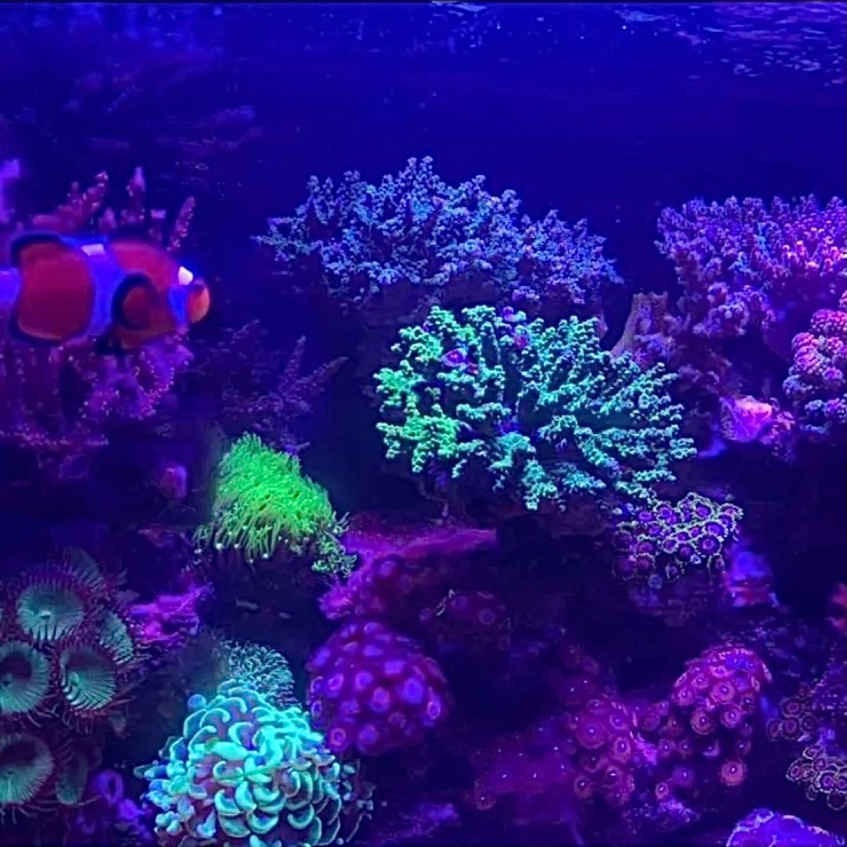 期間限定セール 海水サンゴ水槽ライト プリズムレンズ165wアクアリウムled 珍しい 期間限定セール 海水サンゴ水槽ライト プリズムレンズ165wアクアリウムled 珍しい