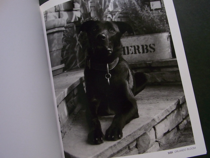 Celebrity Dogs Kamil Salah Bruce Weber ブルース・ウェーバー 動物写真 犬_画像4