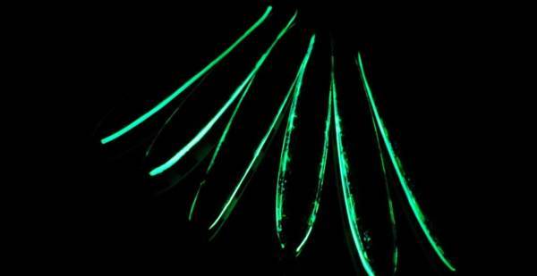 新商品！【夜光で光る！ケイムラ ゴールドホログラムジグ250g】メタルジグ　Daiwaがまかつシマノスミスぜナック鯛ブリヒラマサ_側は夜光で光ります