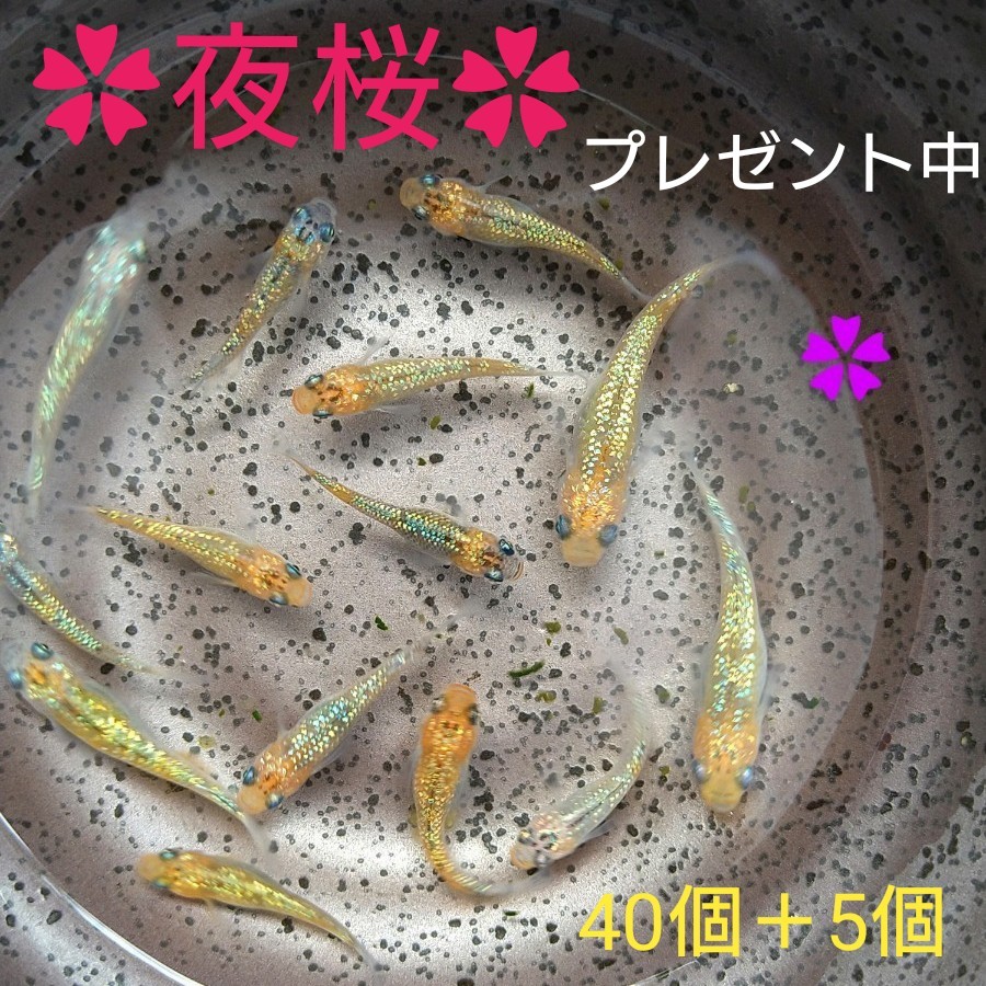 Paypayフリマ プレゼント中 極上 高級 夜桜メダカ レインボーラメ 有精卵40個 5個 希少 夜桜ブルー7個プレゼント Paypayフリマ プレゼント中 極上 高級 夜桜メダカ レインボーラメ 有精卵40個 5個 希少 夜桜ブルー7個プレゼント