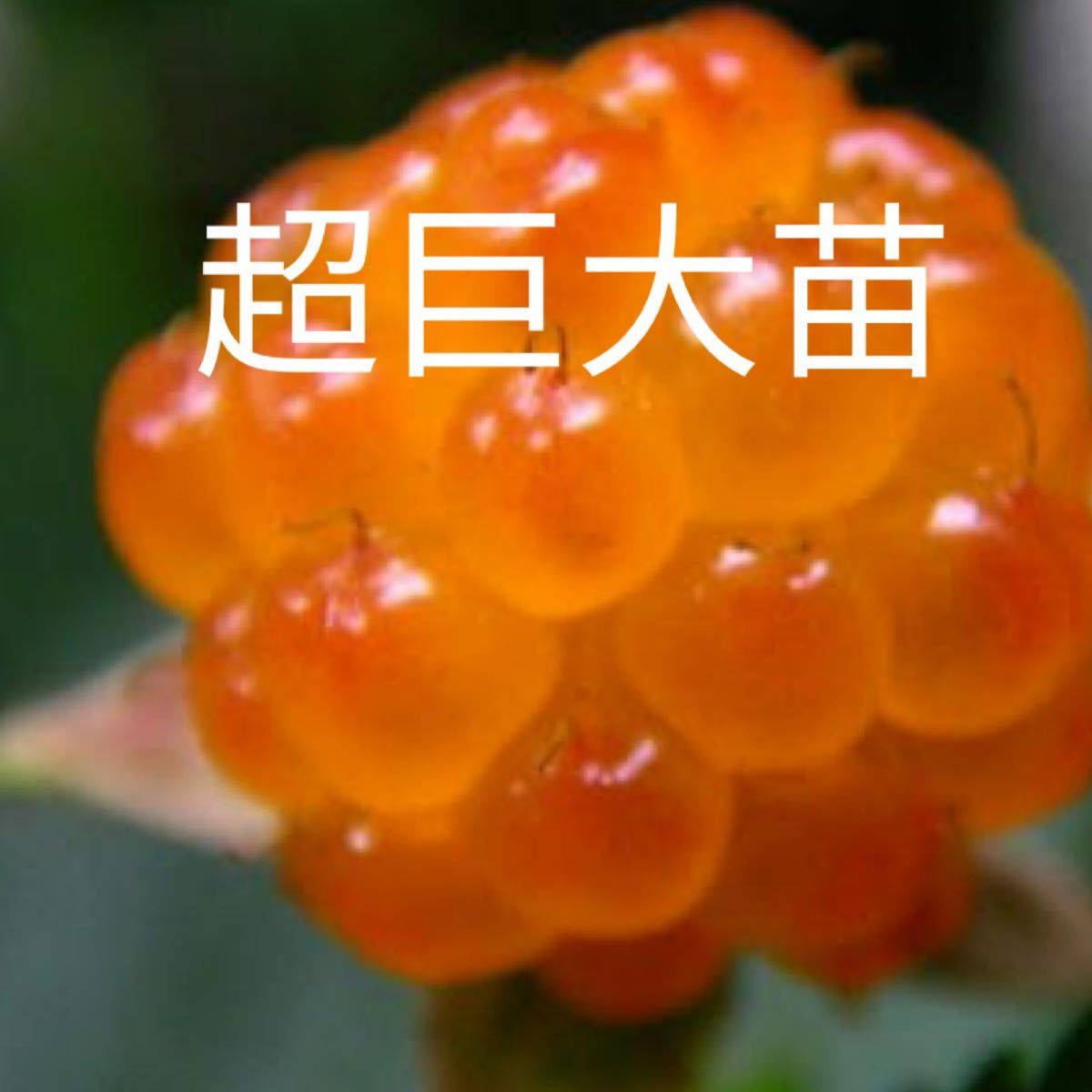 Paypayフリマ 木苺 カジイチゴ 超特大1苗 果実中苗 Py54 Paypayフリマ 木苺 カジイチゴ 超特大1苗 果実中苗 Py54