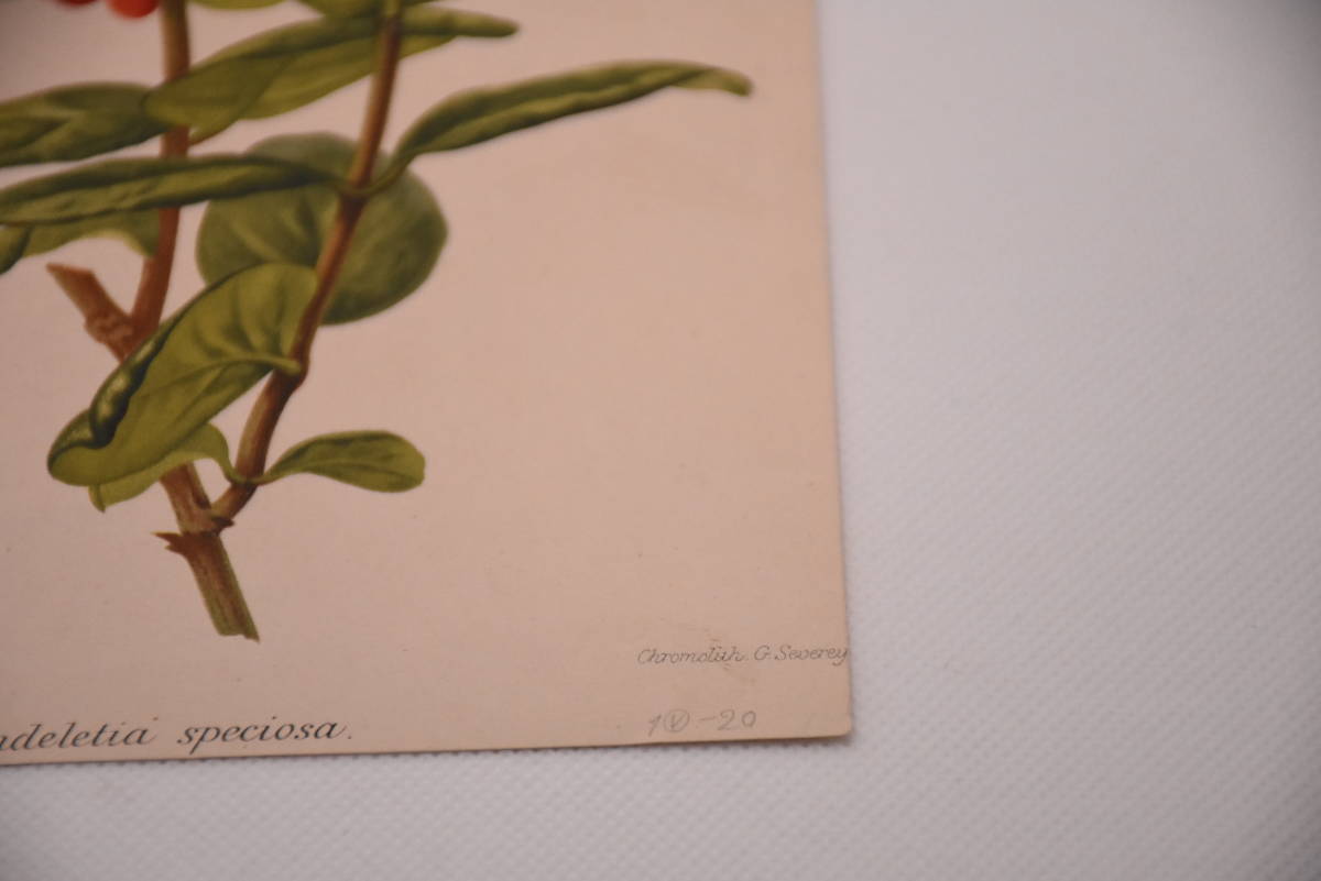 フランスアンティーク 博物画 植物画『Rondeletia speciosa』 多色刷り石版画　ボタニカルアート_画像6