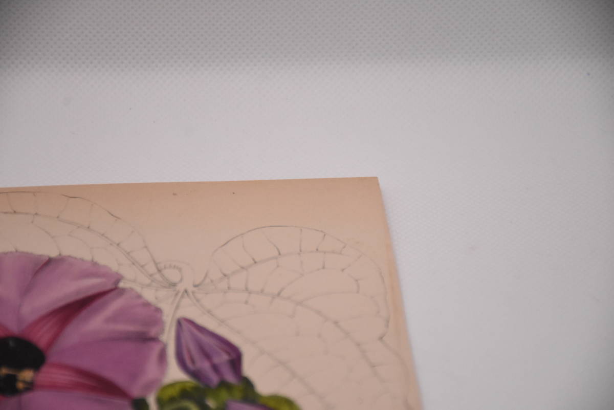 フランスアンティーク 博物画 植物画『紫のお花』 多色刷り石版画　ボタニカルアート_画像4