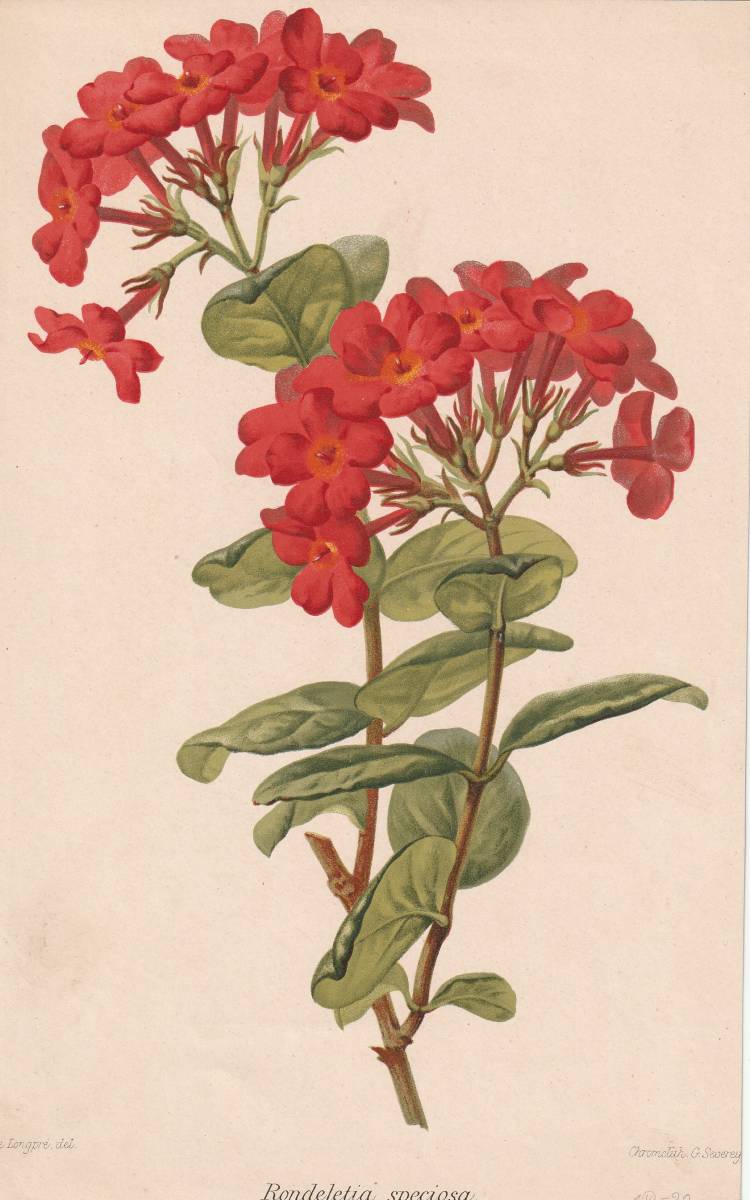 フランスアンティーク 博物画 植物画『Rondeletia speciosa』 多色刷り石版画　ボタニカルアート_画像1