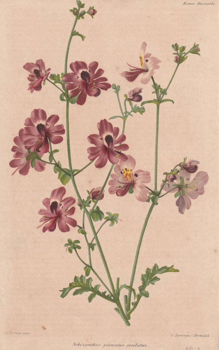 フランスアンティーク 博物画 植物画『Sachianthus pinnatus oculatus』 多色刷り石版画　ボタニカルアート_画像1