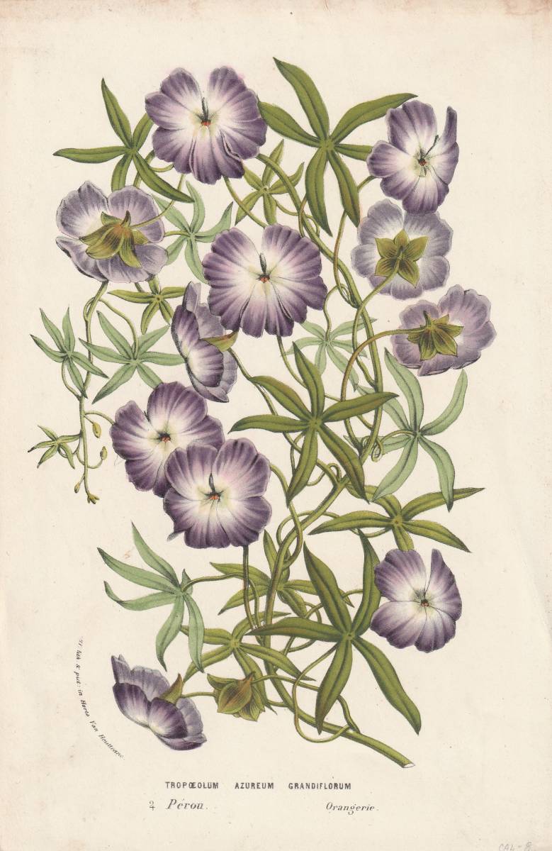 フランスアンティーク 博物画 植物画『TROPOEOLUM　AZUREUM　GRANDOIFLORUM』 多色刷り石版画　ボタニカルアート_画像1