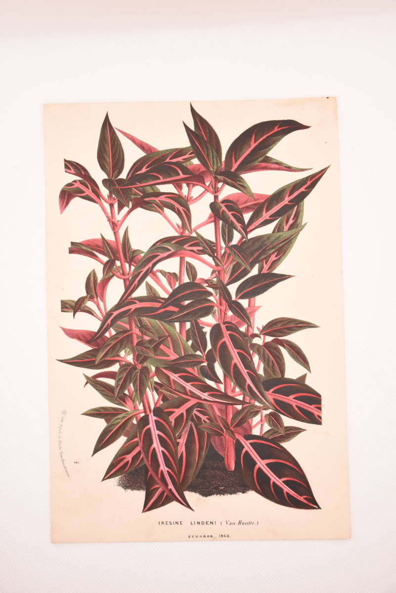 フランスアンティーク 博物画 植物画『IRESINE LINDENI』 多色刷り石版画　ボタニカルアート_画像2