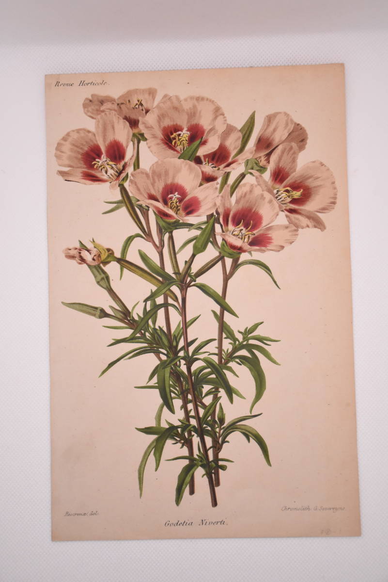 フランスアンティーク 博物画 植物画『Godetia　Bivers』 多色刷り石版画　ボタニカルアート_画像2