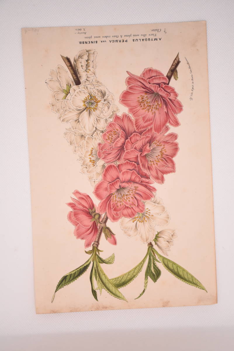 フランスアンティーク 博物画 植物画『A　MYGFALUS　PERSICA』 多色刷り石版画　ボタニカルアート_画像2