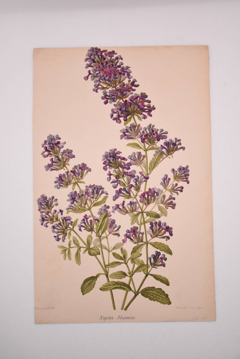 フランスアンティーク 博物画 植物画『Nepeta　Mussini』 多色刷り石版画　ボタニカルアート_画像2