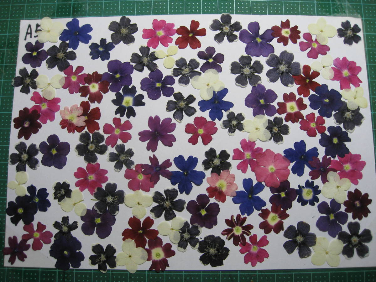  pressed flower material E-1 is nate Mali nemophila 