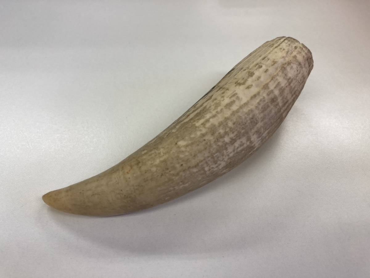 初売りセール マッコウクジラ 抹香鯨 マッコウクジラの歯1本395g 初売りセール マッコウクジラ 抹香鯨 マッコウクジラの歯1本395g