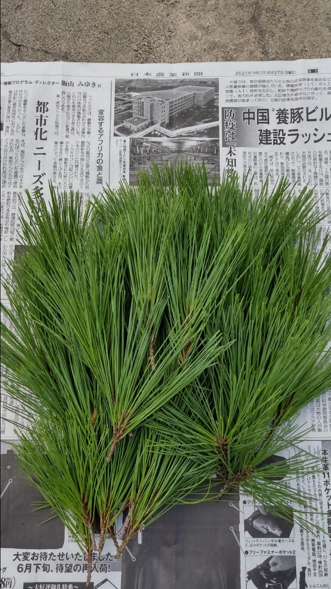 青ぽっくり・松葉ジュース・松の葉・松葉茶・赤松新芽 www