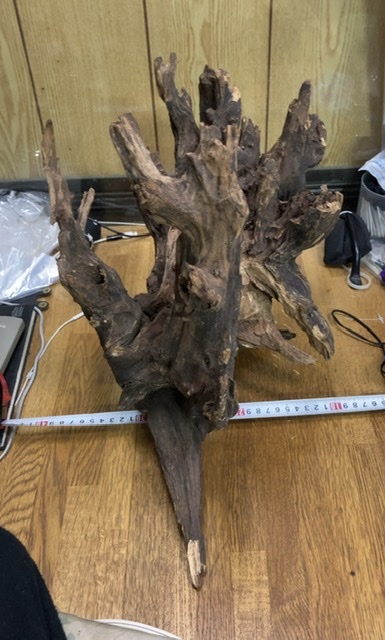 ホーンウッド ADA アクアリウム 流木 幹流木 レイアウト水槽 特大