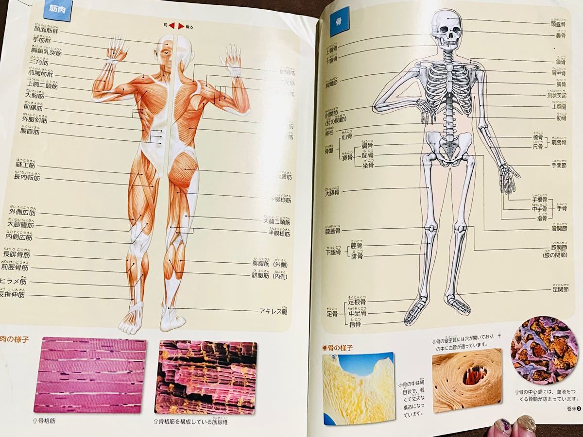 中学校 保健体育 学研|Yahoo!フリマ(旧PayPayフリマ) 中学校 保健体育 学研|Yahoo!フリマ(旧PayPayフリマ)
