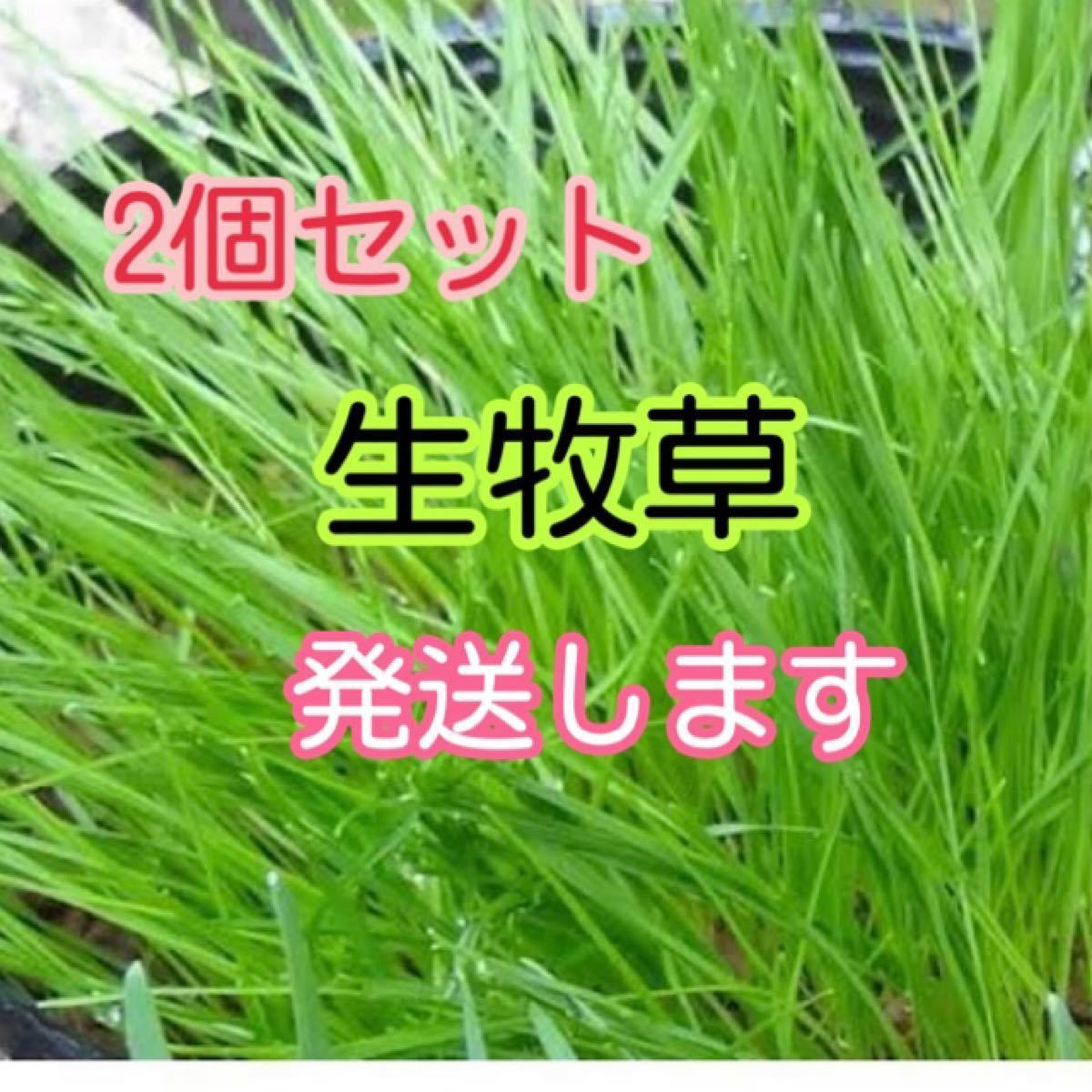 2個セット 生イタリアンライグラス 猫草 生チモシー うさぎモルモット 生牧草 種 おやつ