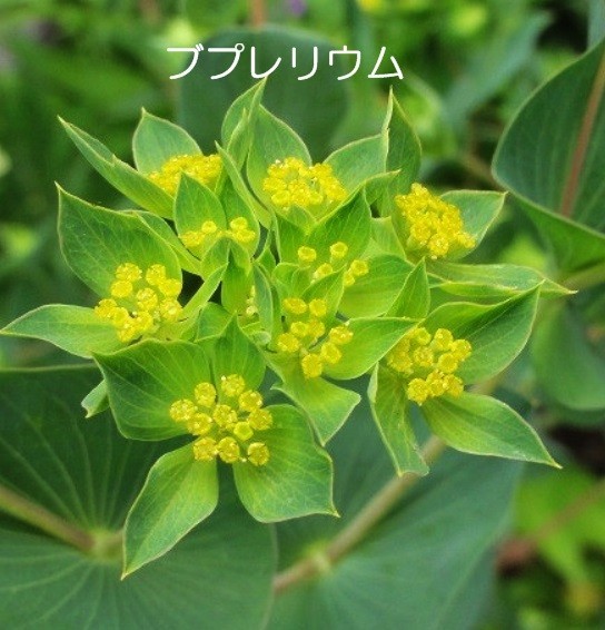 Paypayフリマ 秋まき 花の種 ブプレリウム 50粒 一年草 フラワーアレンジメント 花束