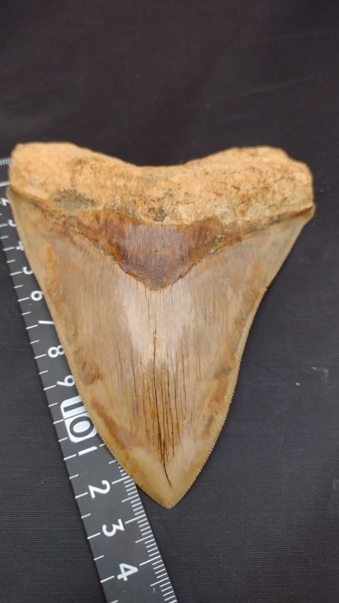 メガロドン サメの歯　約13.1cm　 207グラム　超美麗セレーション　ブラウン系 　化石 インドネシア産　bb513923_画像1